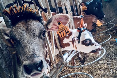 Journée Halloween à la ferme