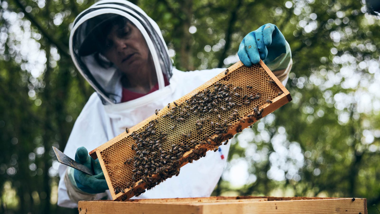 Visite du rucher « Gwenan Mor Braz »