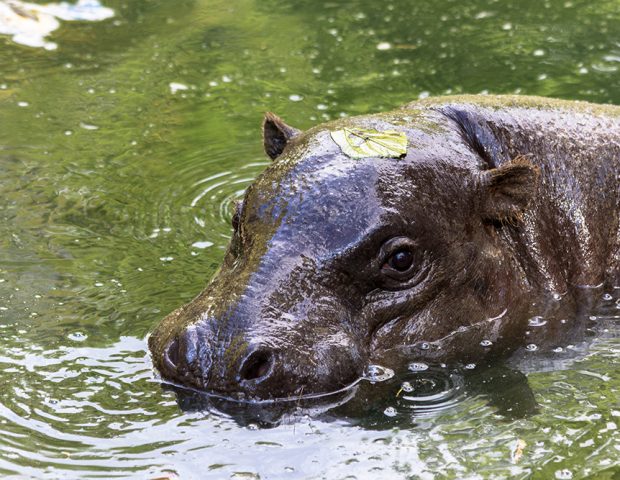 Restaurant groupe Parc Animalier Branféré Le Guerno